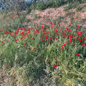 Appartamento Antico Borgo, San Quirico dʼOrcia